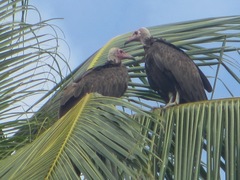 Necrosyrtes monachus