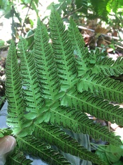 Steiropteris deltoidea