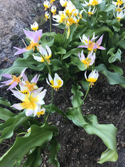 Erythronium pusaterii