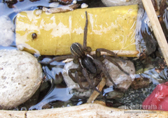 Diapontia uruguayensis