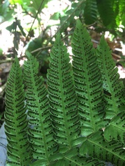 Steiropteris deltoidea