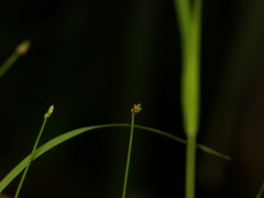Eleocharis intermedia