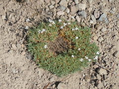 Sabulina nuttallii