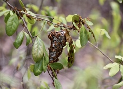 Polistes cubensis