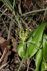 Malaxis novogaliciana