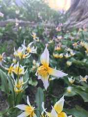 Erythronium pusaterii