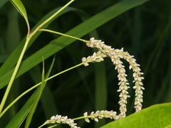 Persicaria lapathifolia
