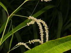 Persicaria lapathifolia