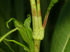Persicaria lapathifolia