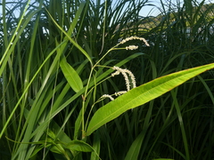 Persicaria lapathifolia