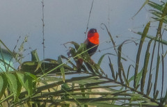 Euplectes franciscanus