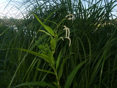 Persicaria lapathifolia