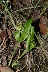 Malaxis novogaliciana