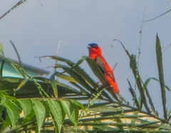 Euplectes franciscanus