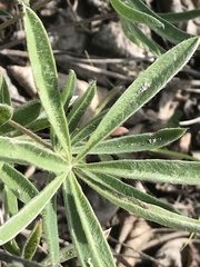 Lupinus kuschei
