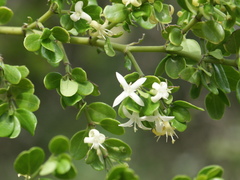 Everistia vacciniifolia