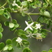 Everistia vacciniifolia - Photo (c) Heather Knowles,  זכויות יוצרים חלקיות (CC BY-NC), הועלה על ידי Heather Knowles