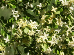Everistia vacciniifolia