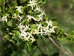 Everistia vacciniifolia