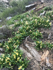 Erythronium pusaterii