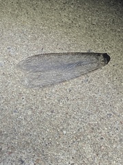 Acanthaclisini