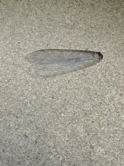 Acanthaclisini