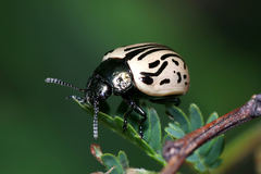 Calligrapha dislocata