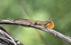 Anolis jubar