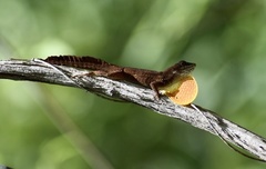 Anolis jubar