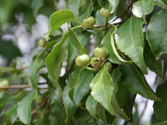 Excoecaria dallachyana