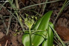 Malaxis novogaliciana