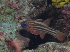 Ostorhinchus compressus