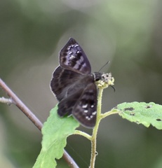 Ephyriades brunnea
