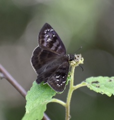 Ephyriades brunnea