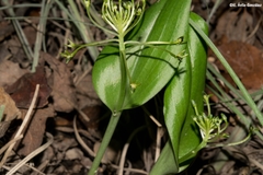 Malaxis novogaliciana