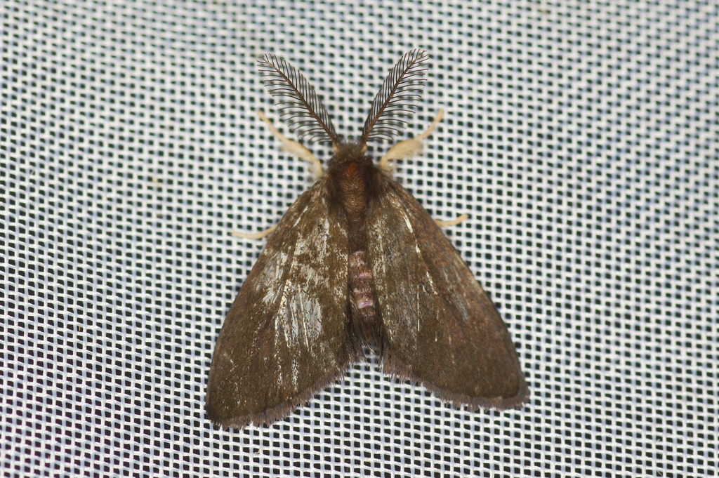 Orvasca dimorphissima