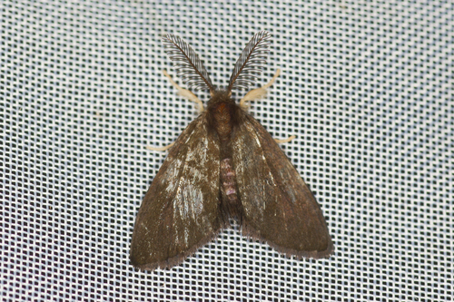 Orvasca dimorphissima