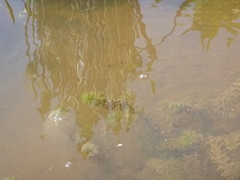 Hydrilla verticillata
