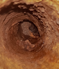 Myotis austroriparius