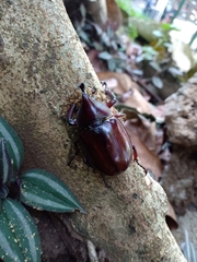 Xylotrupes gideon gideon