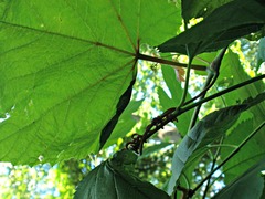 Desmia funeralis