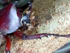 Xylotrupes gideon gideon