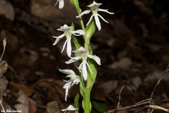 Habenaria kariniae