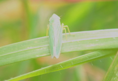 Draeculacephala crassicornis