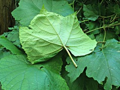 Desmia funeralis