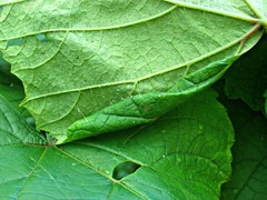 Desmia funeralis