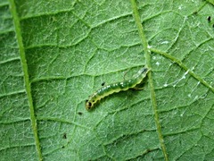 Desmia funeralis