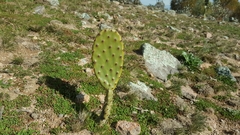 Opuntia elata