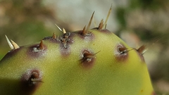 Opuntia elata