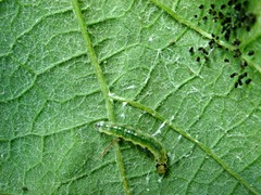 Desmia funeralis